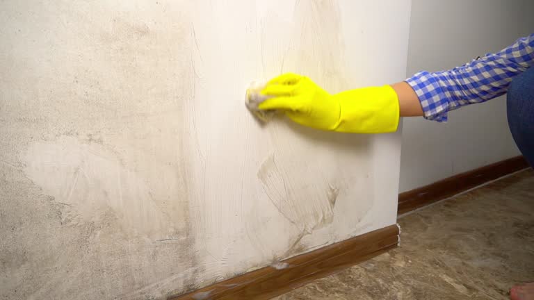 Best Mold Documentation for Insurance Claims  in Atasdero, CA