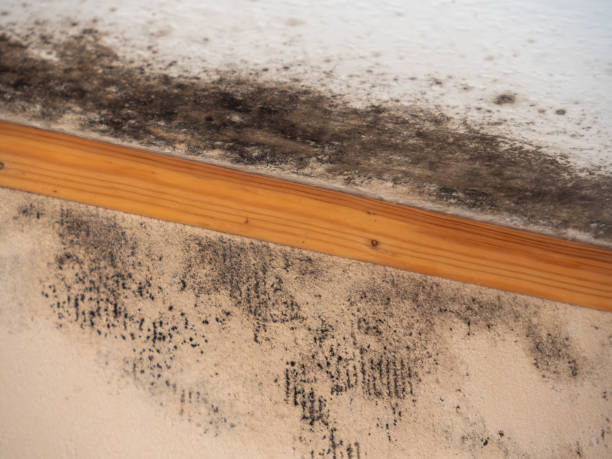 Best HVAC Mold Inspection and Cleaning  in Atasdero, CA