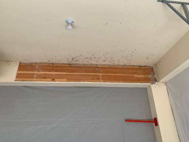 Best Water Damage & Mold Remediation  in Atasdero, CA